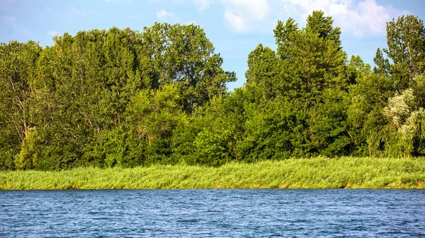 Image Bank Big River Overgrown Reeds Trees — Stock fotografie