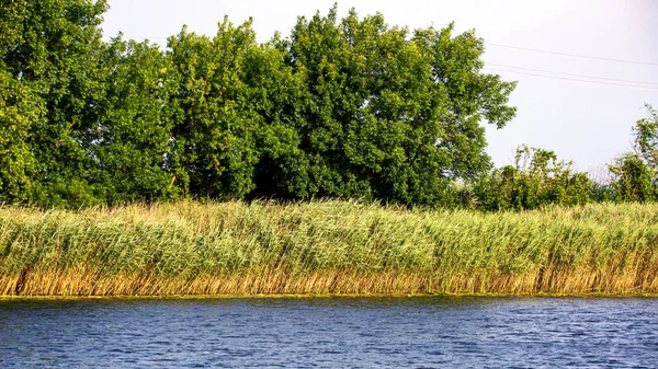 葦や木で覆われた川岸のイメージ — ストック写真