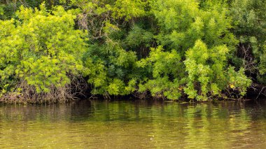 Image of a river bank overgrown with reeds and bushes