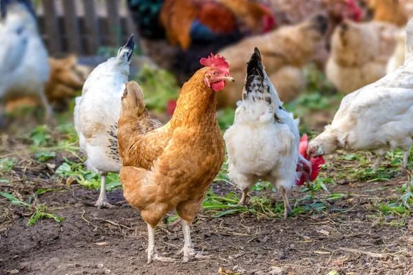 Εικόνα Κοτόπουλο Βόσκει Στην Αυλή Farmyard — Φωτογραφία Αρχείου