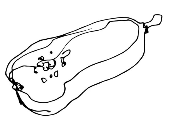 熟的南瓜，在白色背景上的素描 — 图库矢量图片