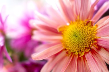 sonbahar Bahçe krizantem flowera