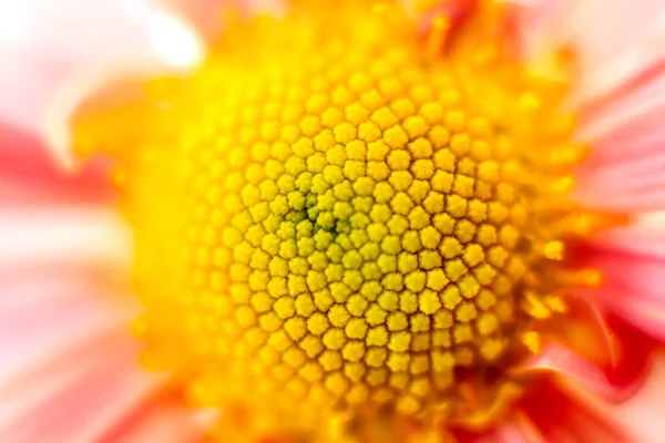 Φθινόπωρο στον κήπο χρυσάνθεμο λουλούδι — Φωτογραφία Αρχείου