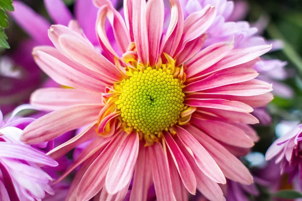 Jesienna chryzantema ogrodowa flowera — Zdjęcie stockowe