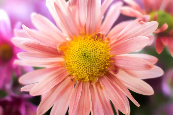 Jardín de otoño flor de crisantemo — Foto de Stock