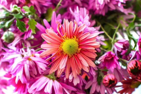 Autunno giardino crisantemo fiore — Foto Stock