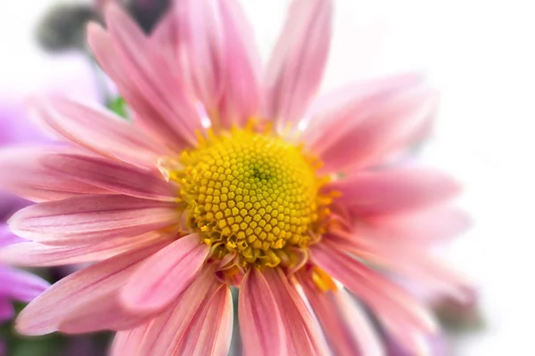 Autunno giardino crisantemo fiore — Foto Stock