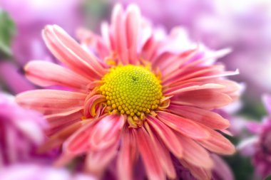 sonbahar Bahçe Kasımpatı çiçeği