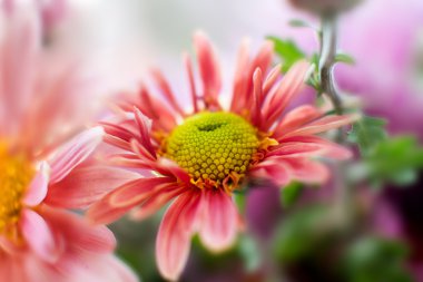 sonbahar Bahçe Kasımpatı çiçeği