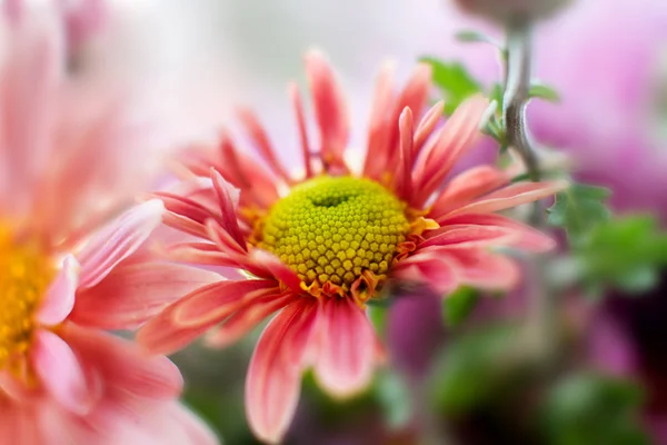 Herbst Garten Chrysanthemen Blume — Stockfoto