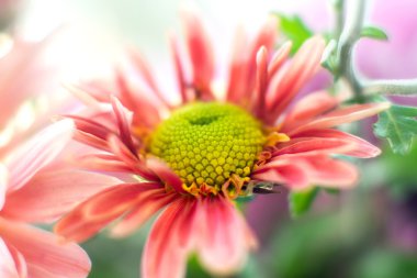 sonbahar Bahçe Kasımpatı çiçeği