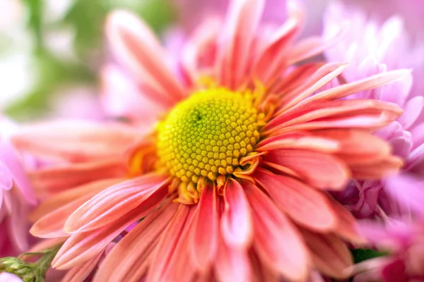 Jardín de otoño flor de crisantemo —  Fotos de Stock