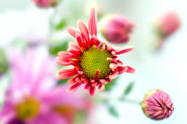 Jardín de otoño flor de crisantemo — Foto de Stock