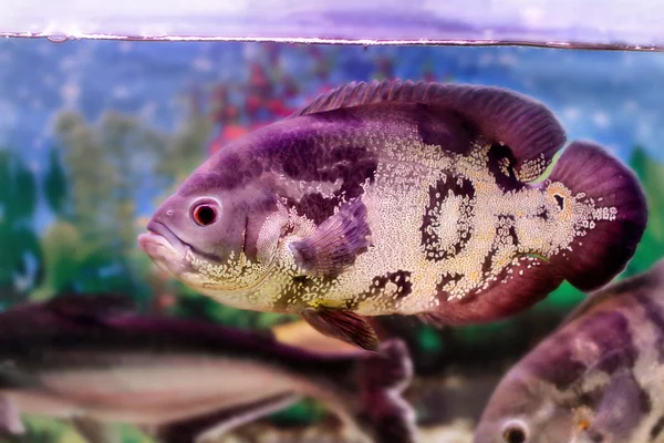 Aquarium fish Astronotus — Stock Photo, Image