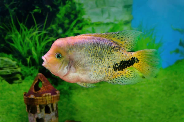 Aquarium fish Cichlasoma synspilumn — Stock Photo, Image