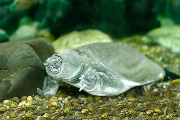 Żółwiak chiński — Zdjęcie stockowe