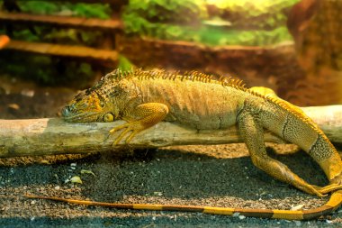kalın bir dalı yatan Iguanas