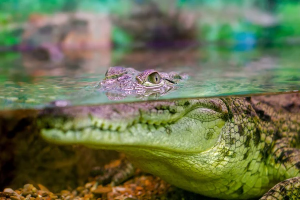 年轻的鳄鱼从水里盯着 — 图库照片