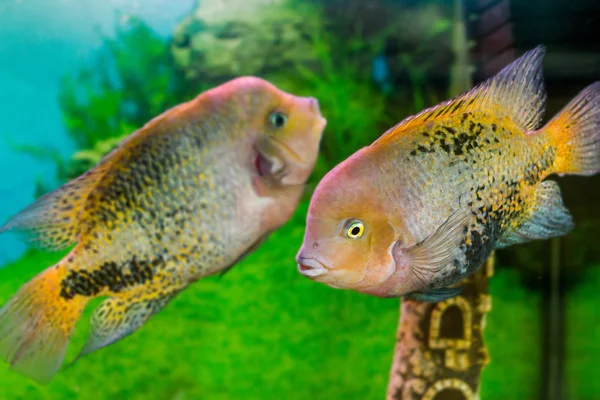 Beautiful aquarium fish Cichlasoma synspilumn — Stock Photo, Image