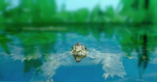 Tartarugas exóticas de água doce Matamata — Fotografia de Stock