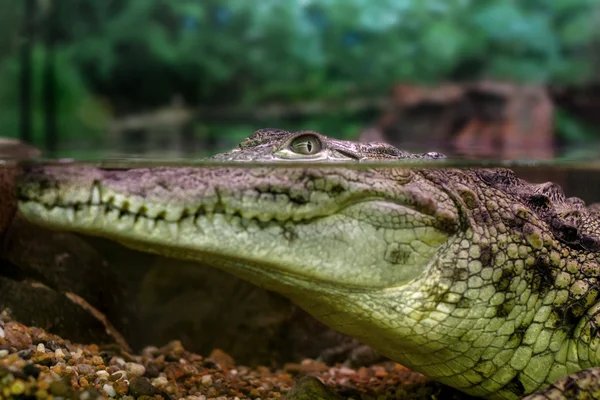 Young crocodile staring out of the water — Stock Photo, Image