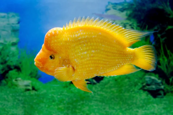 Hermoso pez de acuario Amphilophus citrinellus — Foto de Stock