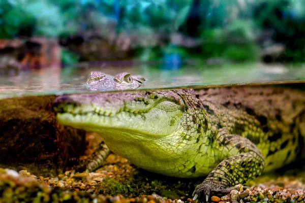 Junges Krokodil starrt aus dem Wasser — Stockfoto