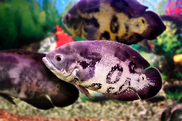 Hermoso acuario de peces Astronotusa —  Fotos de Stock