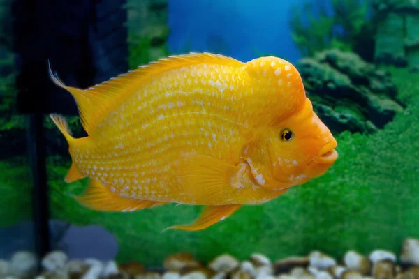 Beautiful aquarium fish Amphilophus citrinellus — Stock Photo, Image