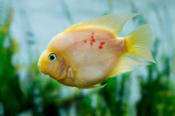 Beau poisson d'aquarium Amphilophus citrinellusc — Photo