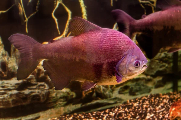 Красивая аквариумная рыба черный паку — стоковое фото