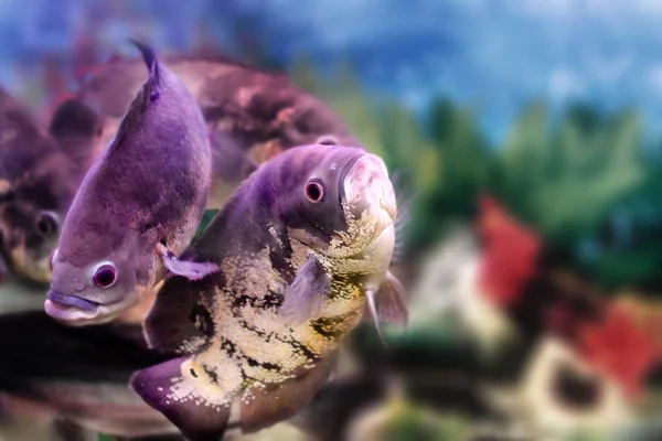 Hermoso pez de acuario Astronotus —  Fotos de Stock