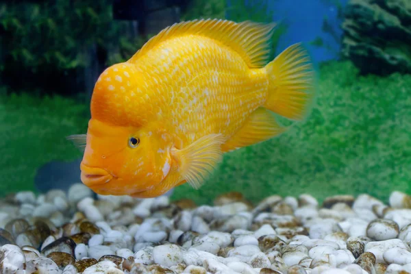 Piękne akwarium ryba Pielęgnica cytrynowa — Zdjęcie stockowe