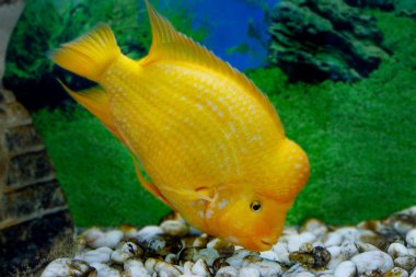 beautiful aquarium fish Amphilophus citrinellus clipart