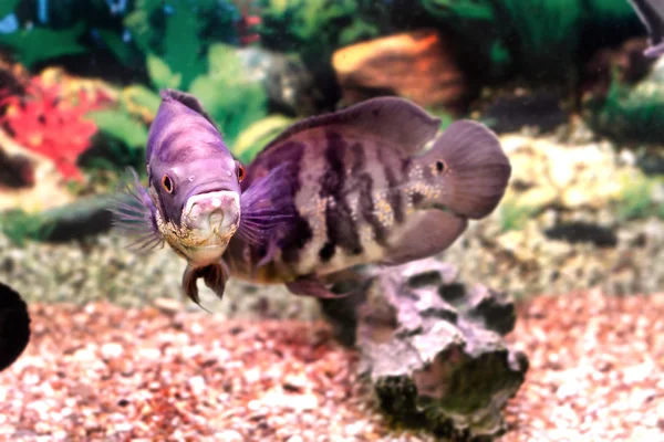 Beau poisson d'aquarium Astronotusa — Photo