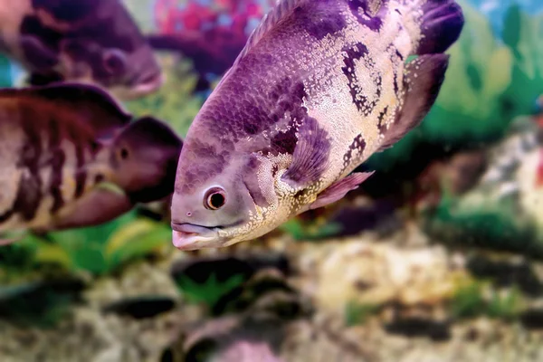Beau poisson d'aquarium Astronotusa — Photo