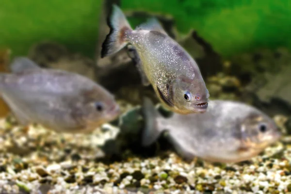 Belo aquário piranhas de peixes — Fotografia de Stock