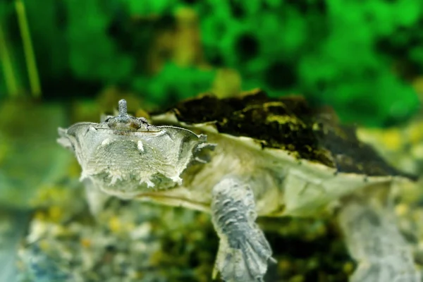 Sötvatten exotiska sköldpaddor Matamata — Stockfoto