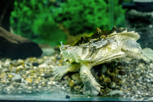 Tortugas exóticas de agua dulce Matamata —  Fotos de Stock