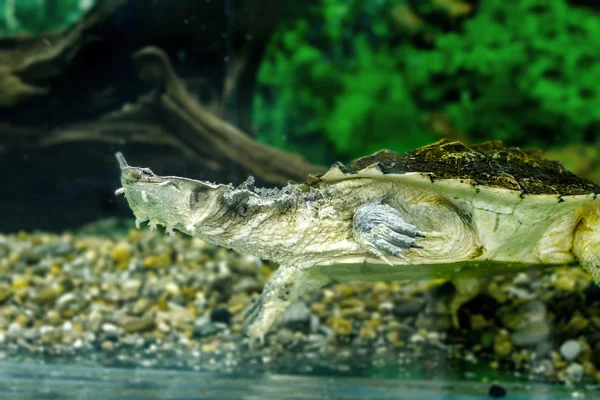 Tartarughe esotiche d'acqua dolce Matamata — Foto Stock