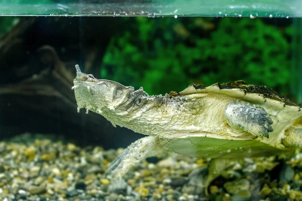 Freshwater exotic turtles Matamata — Stock Photo, Image