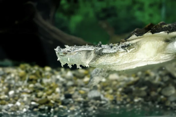 Tortugas exóticas de agua dulce Matamata — Foto de Stock