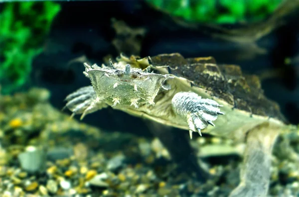 Tortugas exóticas de agua dulce Matamata —  Fotos de Stock