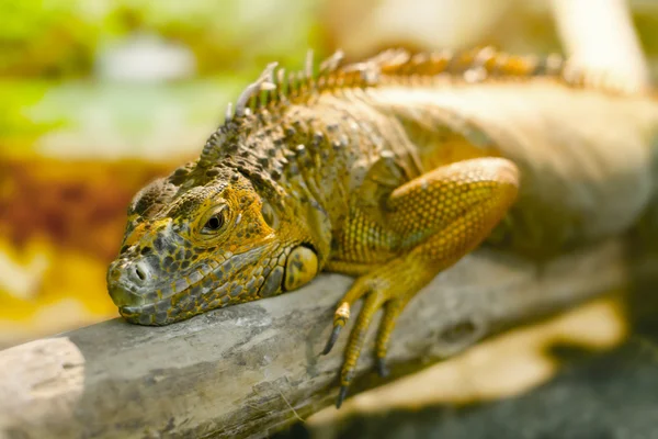 Leguanen die slaapt op een dikke tak — Stockfoto