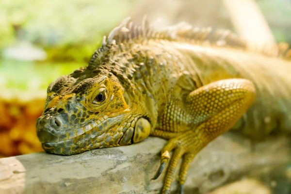 Iguanas who sleeps on a thick branch — Stock Photo, Image