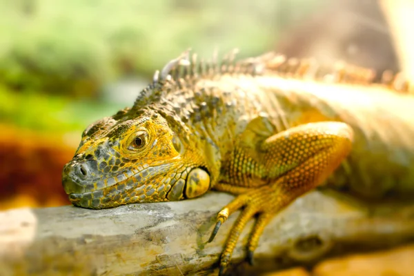 Iguanas que dorme em um ramo grosso — Fotografia de Stock