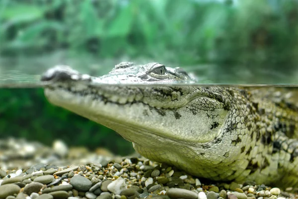 Young crocodile staring out of the water — Stock Photo, Image