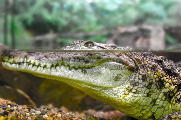Young crocodile staring out of the water — Stock Photo, Image