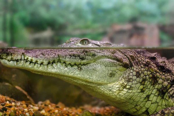 Young crocodile staring out of the water — Stock Photo, Image