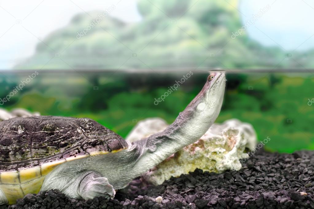 amphibian exotic animal Chelidae in water